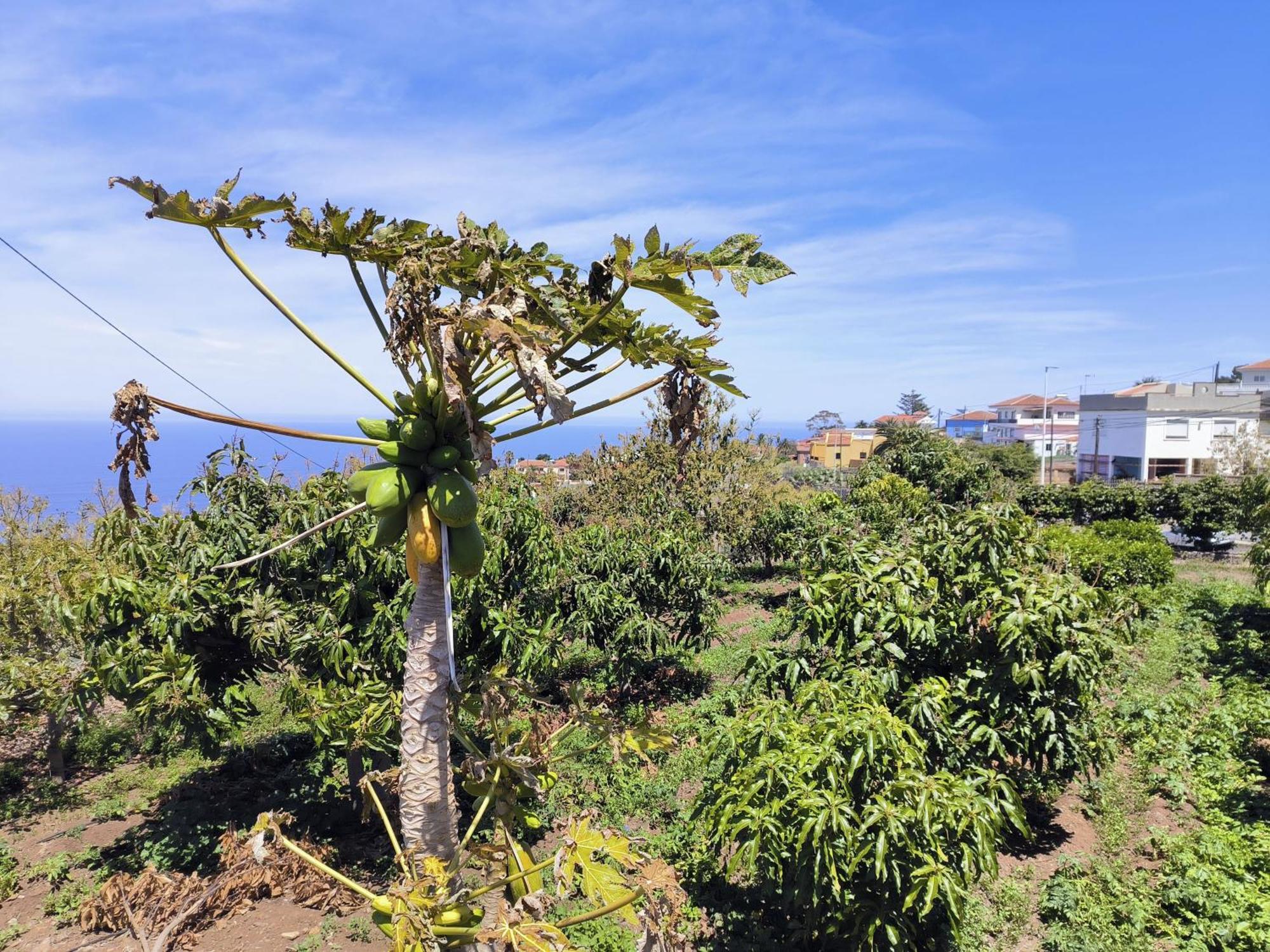 Apartamentos Guayonje Costa Santa Cruz de Tenerife Esterno foto